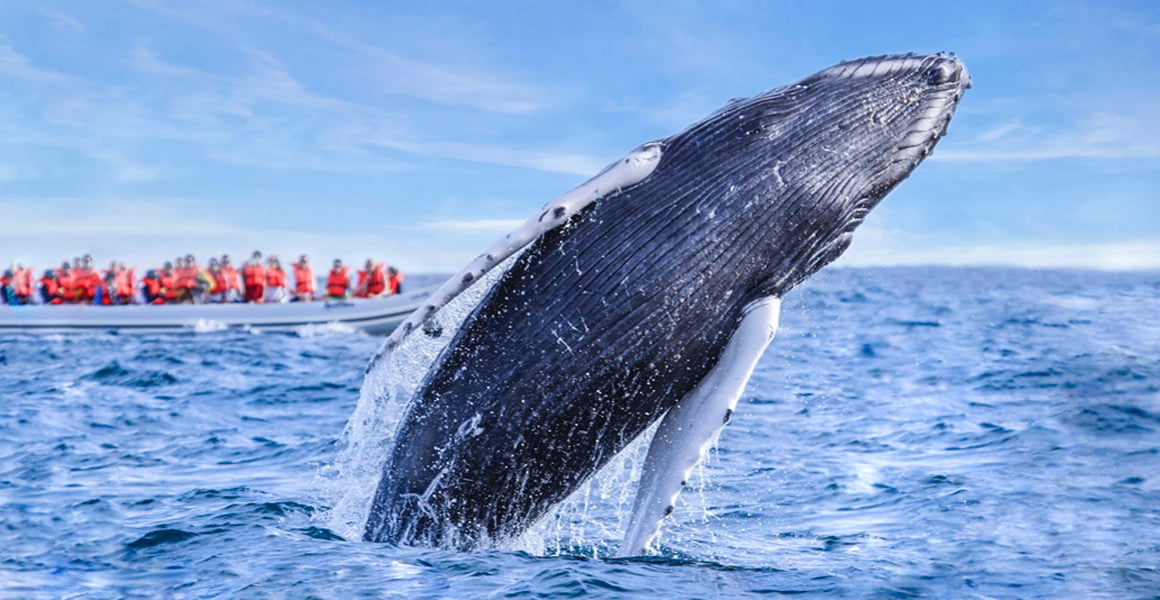 Vive de cerca el viaje de las ballenas en Baja California Sur, conoce los costos y puntos de partida