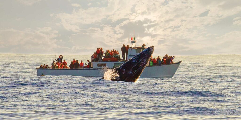 avistamiento de ballenas bcs 2