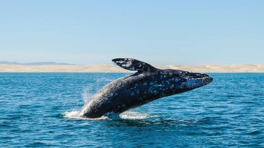 avistamiento de ballenas bcs 3