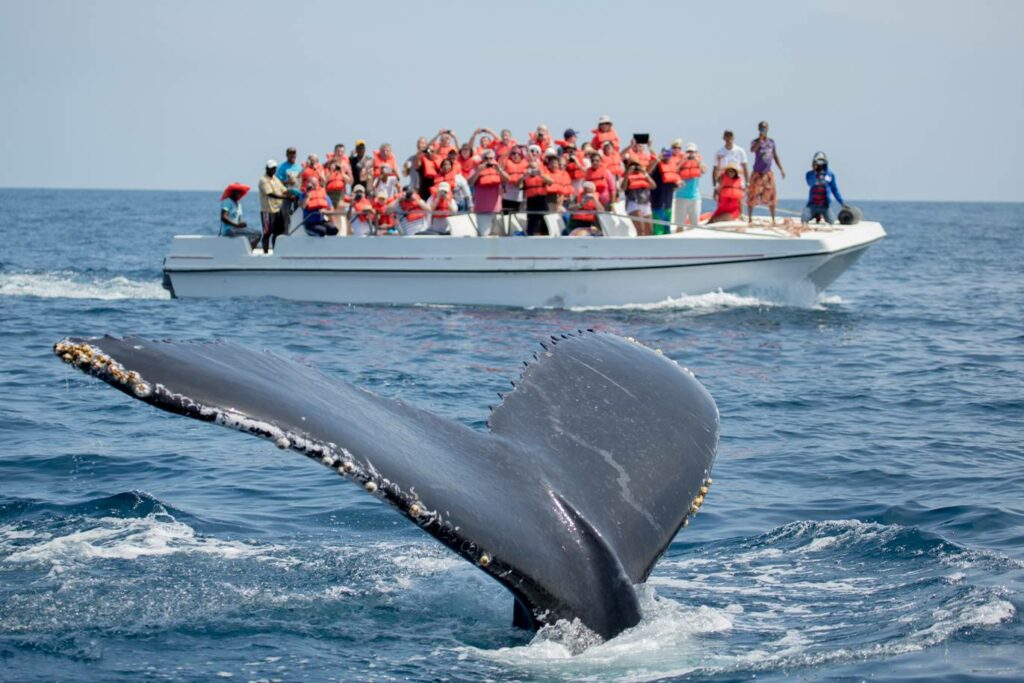 avistamiento de ballenas bcs 4