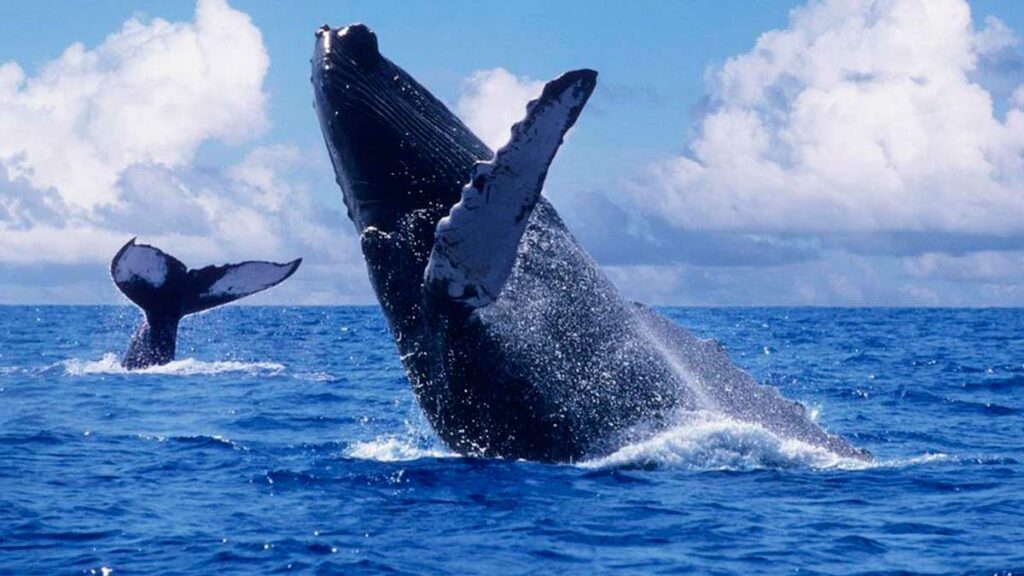 avistamiento de ballenas bcs 5
