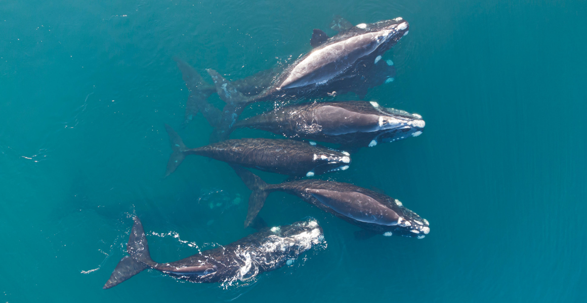 ¿Dónde ver ballenas en el noroeste de México?