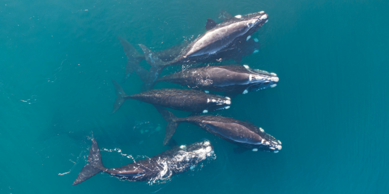 ¿Dónde ver ballenas en el noroeste de México?