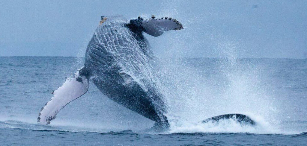 donde ver ballenas noro 2