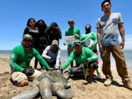 Los Becerra: familia de ex pescadores que se dedica a proteger la tortuga marina en el noroeste