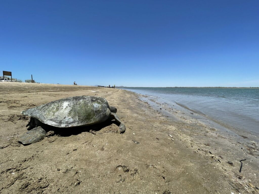expescadores de Sonora trabajan para proteger tortuga marina