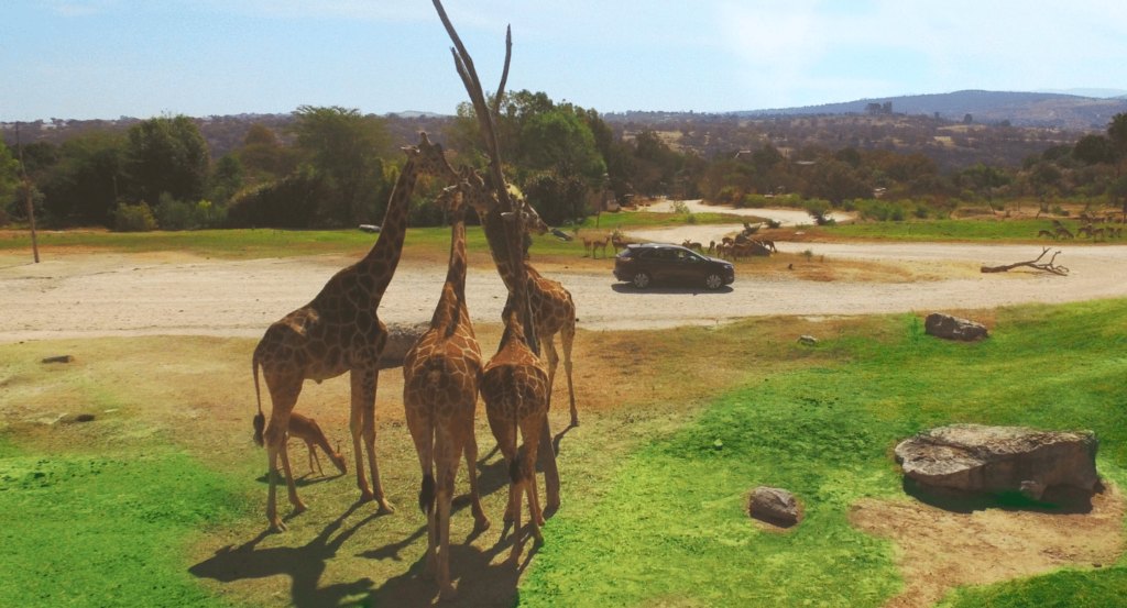 africam safari jirafa benito llego a puebla chihuahua