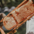 Mazatlán busca construir el primer apiario municipal para abejas rescatadas