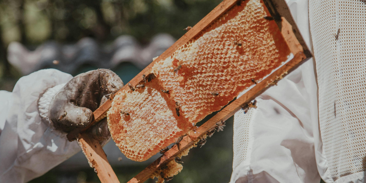 Mazatlán busca construir el primer apiario municipal para abejas rescatadas