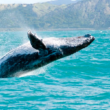 Llegan las primeras ballenas grises de la temporada a Baja California Sur