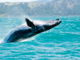 Llegan las primeras ballenas grises de la temporada a Baja California Sur
