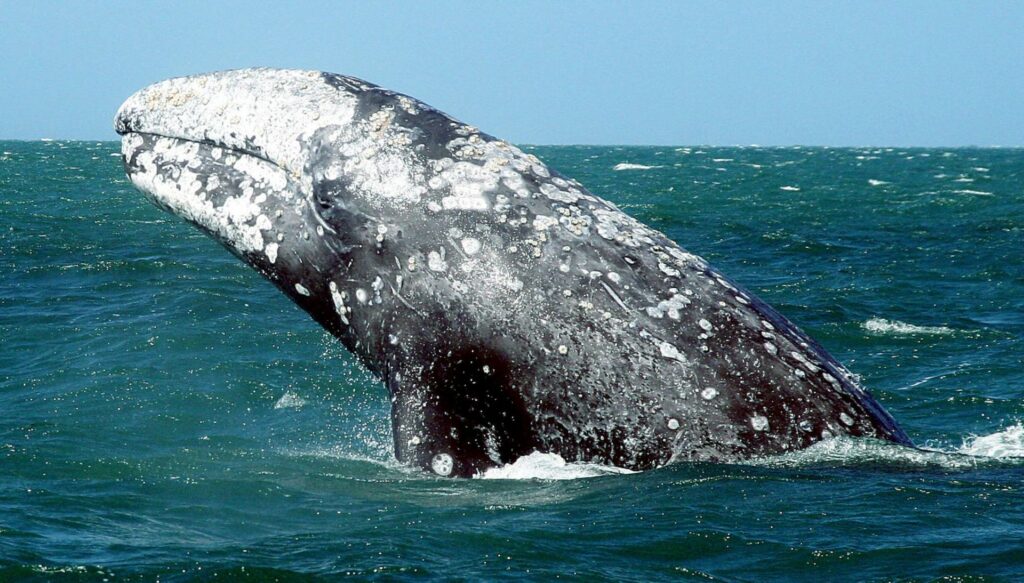 ballenas grises baja california sur 2