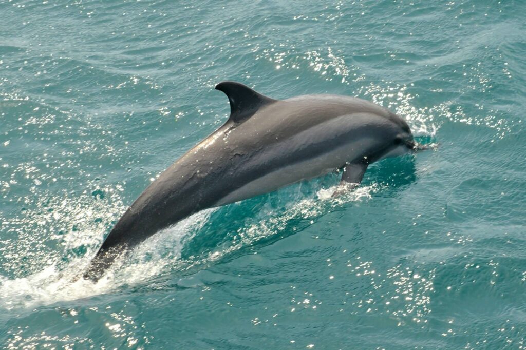 el pechocho delfin sinaloa 2