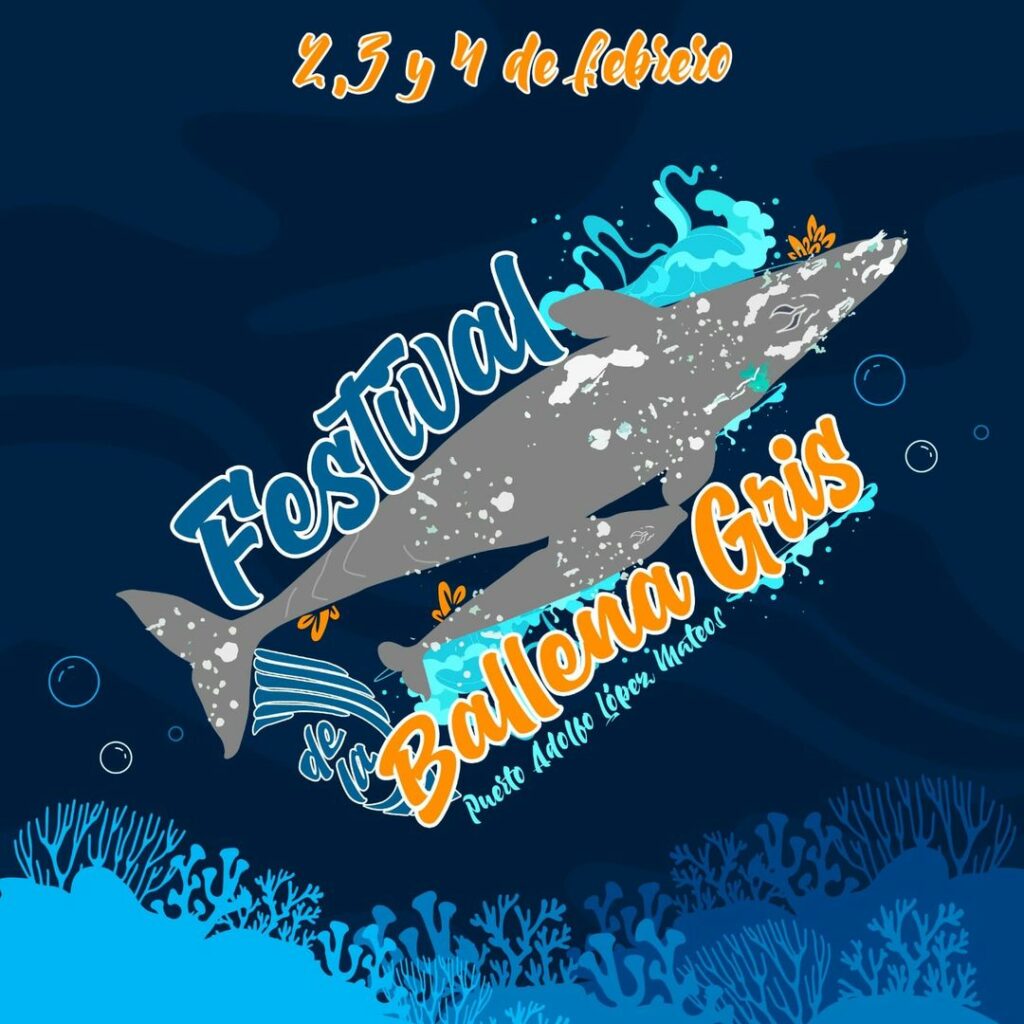 festival internacional ballena gris bcs 3