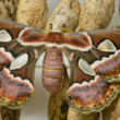 Mariposas cuatro espejos: tesoro cultural protegido en Cócorit