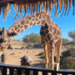 Pancho, la jirafa del CES que se jubila tras más de 25 años en el lugar