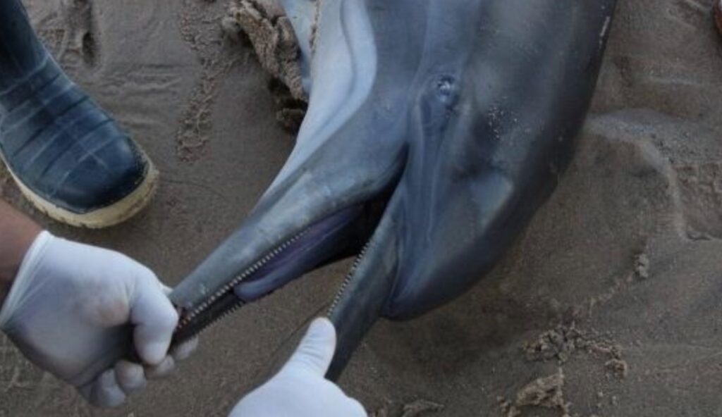 encuentran 28 delfines muertos san felipe baja california 2