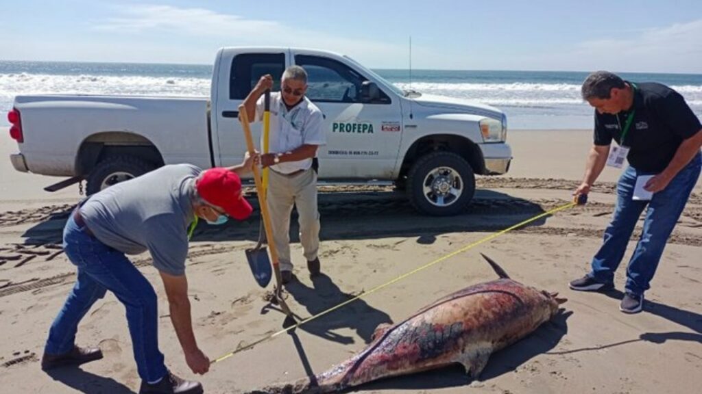 encuentran 28 delfines muertos san felipe baja california 3