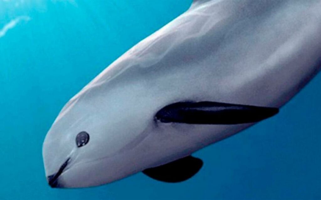 encuentran 28 delfines muertos san felipe baja california 4