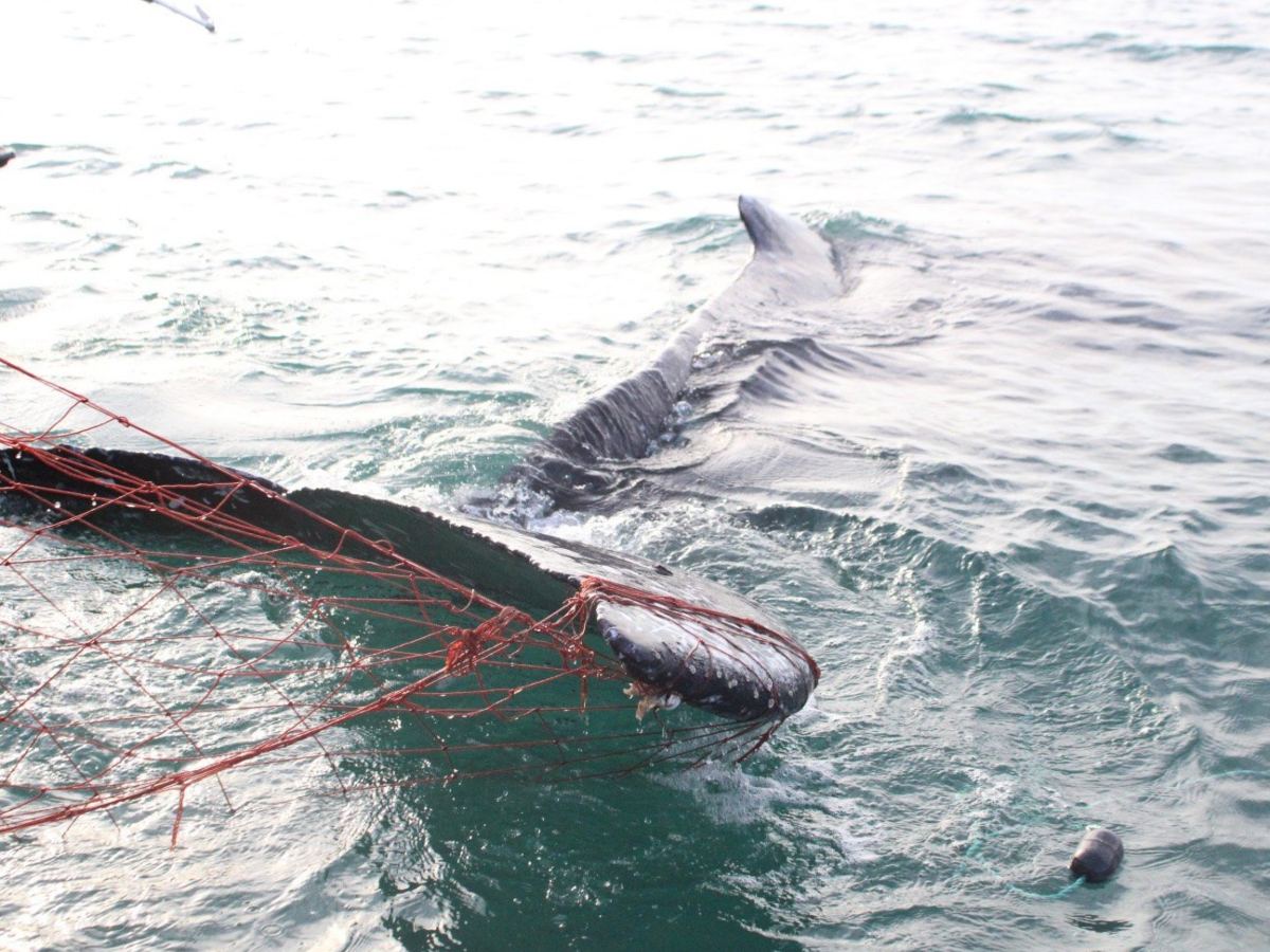 encuentran 28 delfines muertos san felipe baja california