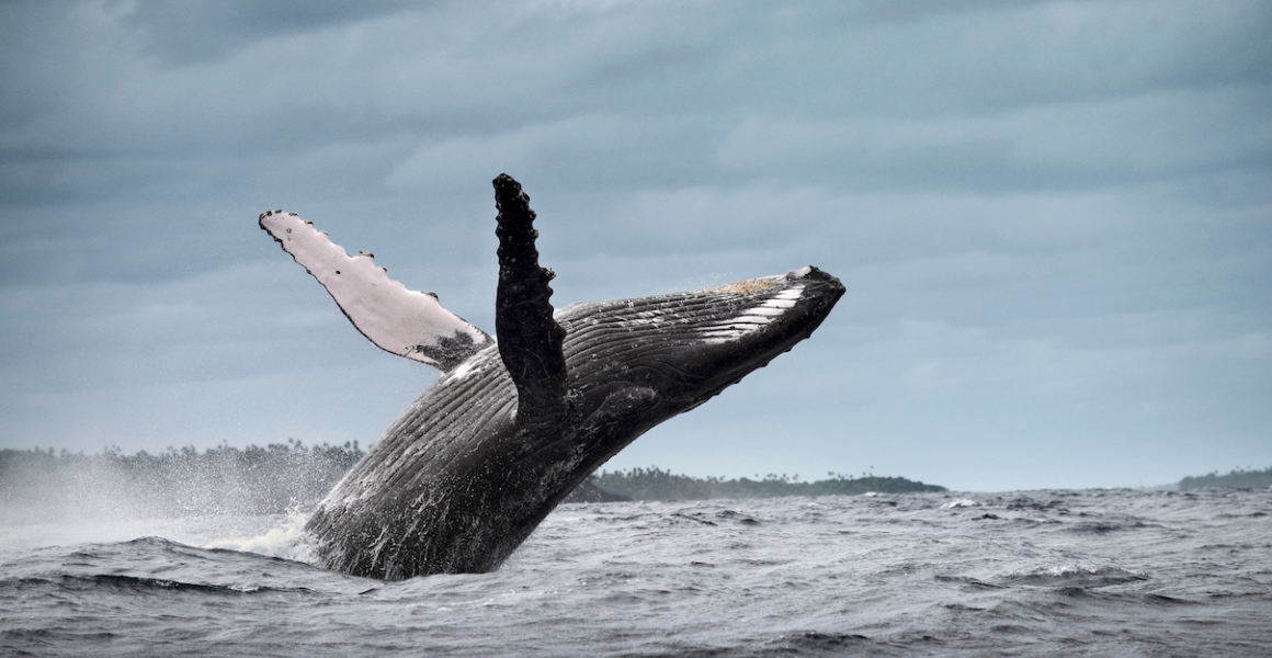 En 10 años, disminuyó 20% el número de ballenas jorobadas