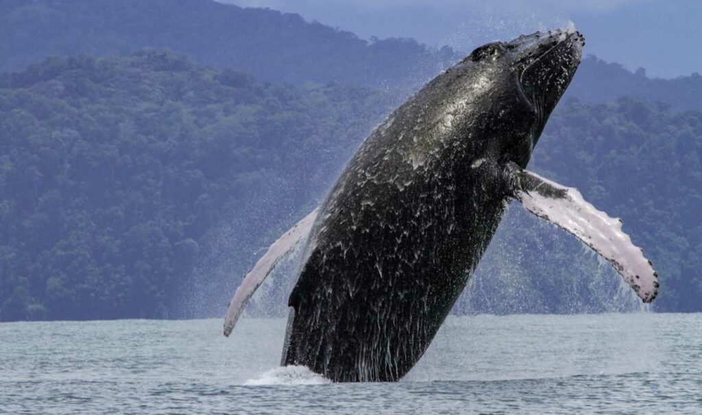 ballenas jorobadas disminuye poblacion 6