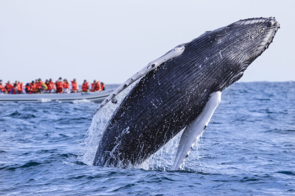 ballenas jorobadas disminuye poblacion 7