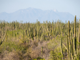 Pitayales de Sonora: un recurso natural en peligro de extinción