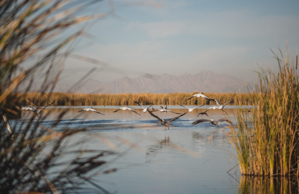 1 reportaje lo que cantan las aves sobre el Delta del Rio Colorado noro victor r rodriguez