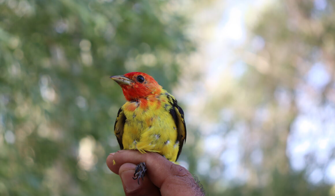 11 reportaje lo que cantan las aves sobre el Delta del Rio Colorado noro victor r rodriguez