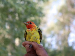 11 reportaje lo que cantan las aves sobre el Delta del Rio Colorado noro victor r rodriguez