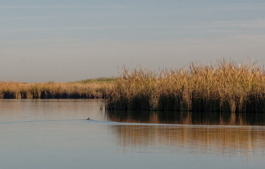 2 reportaje lo que cantan las aves sobre el Delta del Rio Colorado noro victor r rodriguez