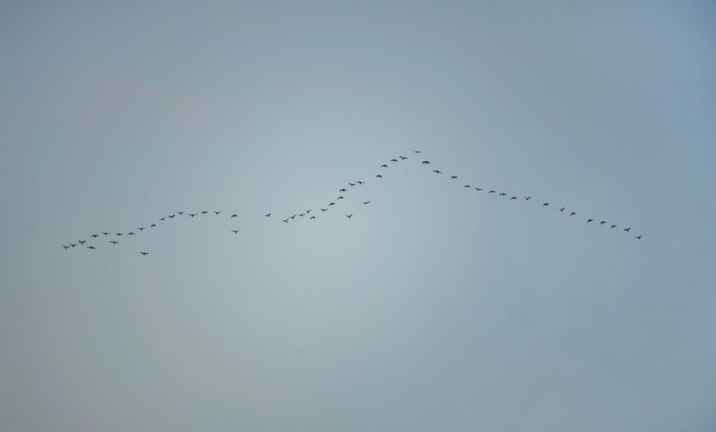 7 reportaje lo que cantan las aves sobre el Delta del Rio Colorado noro victor r rodriguez