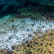 El Niño provoca blanqueamiento de corales en Baja California Sur
