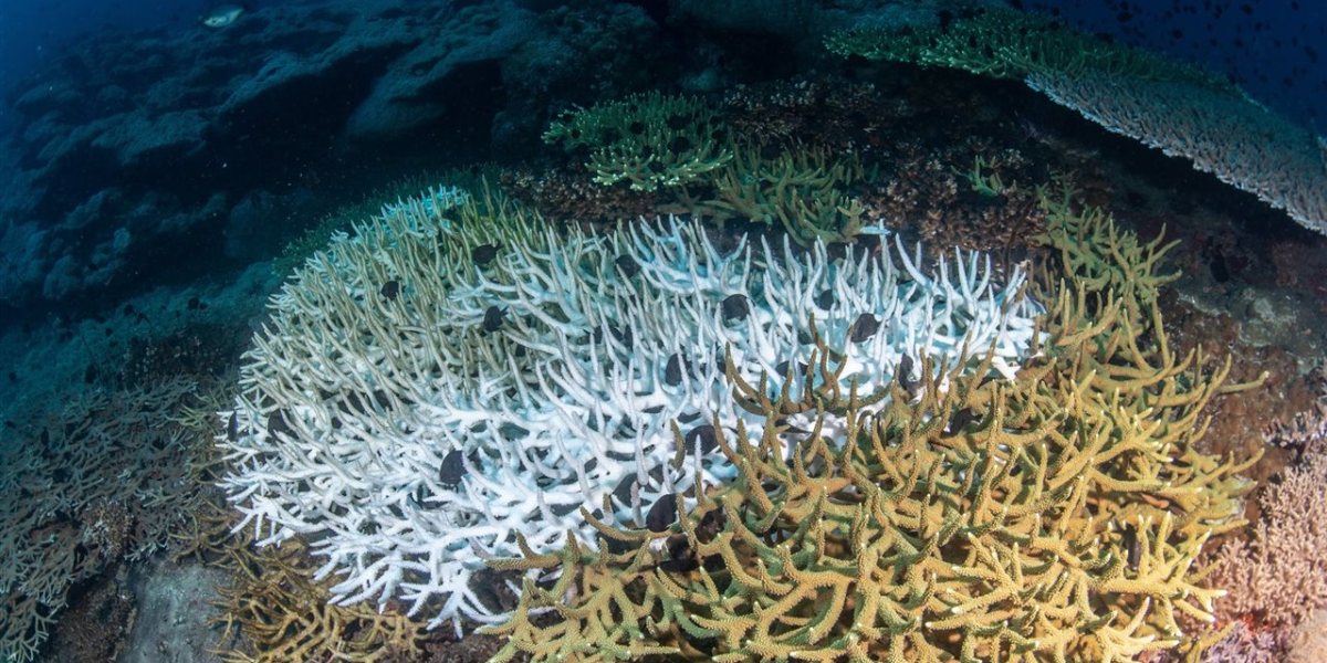 El Niño provoca blanqueamiento de corales en Baja California Sur