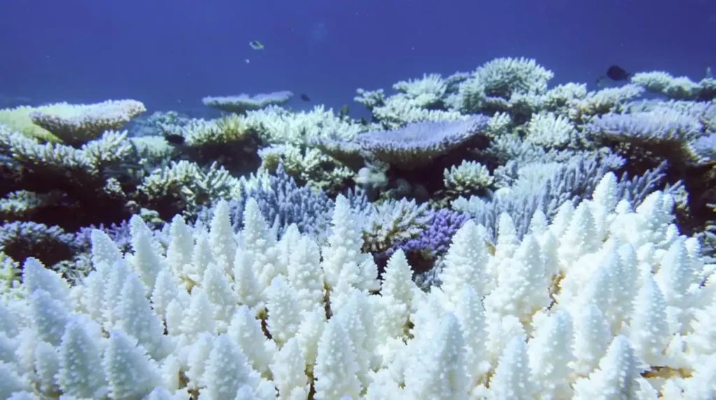 arrecifes de coral el nino 2