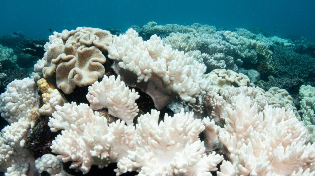 arrecifes de coral el nino 4