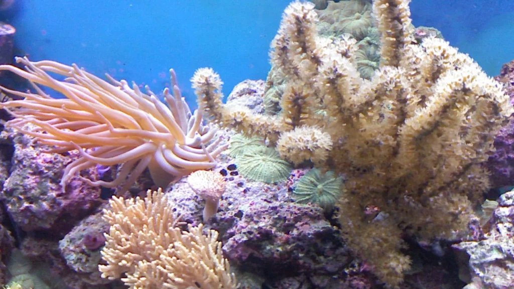 arrecifes de coral el nino 5
