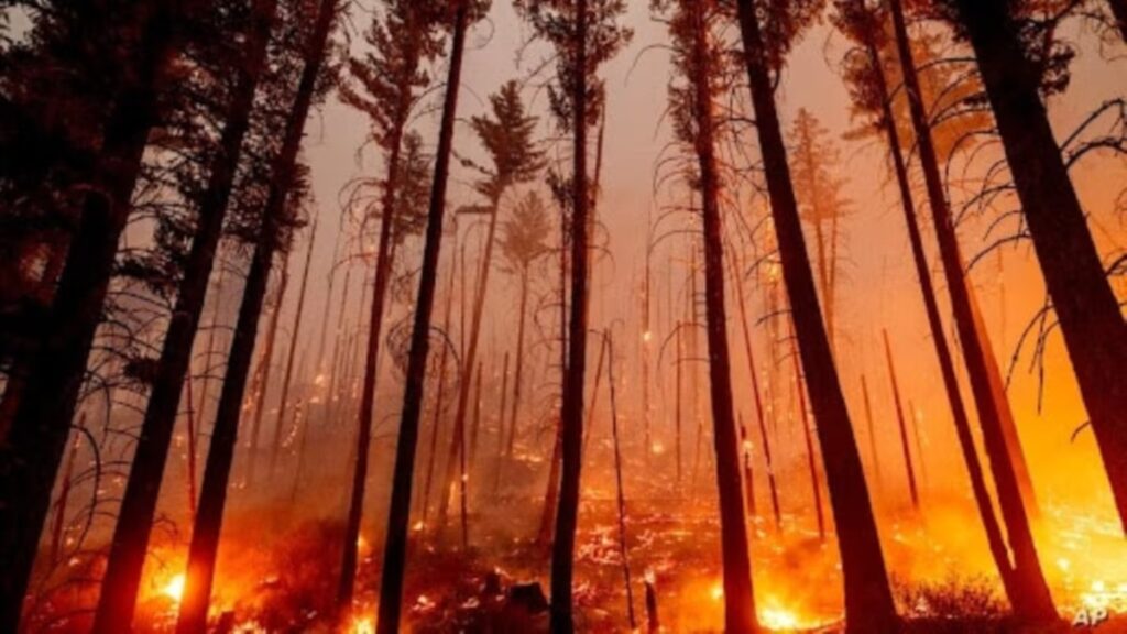 incendios forestales noro 8