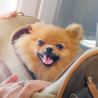 New Rules Announced for Traveling with Your Pet to the United States
