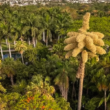 Florece la Primera Palma Talipot en el Jardín Botánico de Culiacán