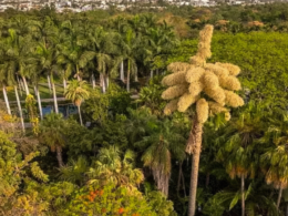Florece la Primera Palma Talipot en el Jardín Botánico de Culiacán