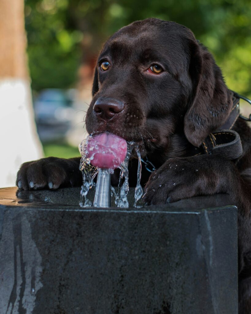 Baja California brindara agua a mascotas en puntos de hidratacion