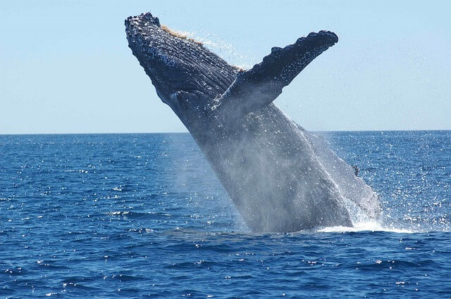 baja california sur festival internacional de la ballena gris humpback whale 1945416 640 1