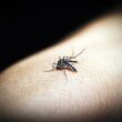 mosquito PIXABAY
