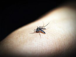 mosquito PIXABAY