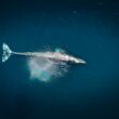 Tradiciones de Baja California Sur ¿Cuando inicia la temporada de avistamientos de ballenas grises