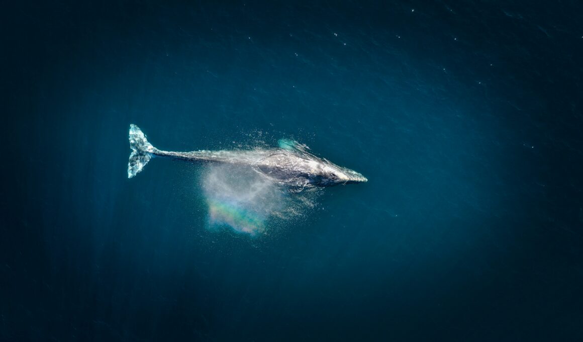Tradiciones de Baja California Sur ¿Cuando inicia la temporada de avistamientos de ballenas grises