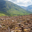Plantarán 729 mil árboles para combatir deforestación en la Sierra Tarahumara